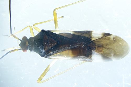 Dryophilocoris flavoquadrimaculatus